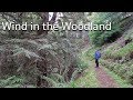 Wind in the Woodland - Embracing Challenging Woodland Photography