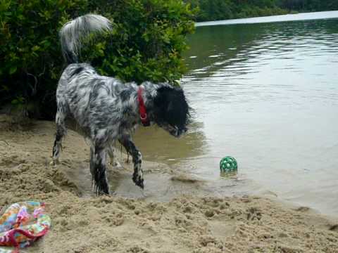 English Setter ~ What's with the Water?