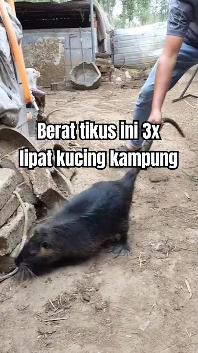Nyata dan Unik Tikus raksasa 15 kg #tikus #tikusberdasi #tikuslucu