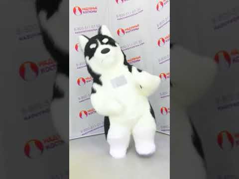 Надувной костюм Хаски в наличии несколько штук! Популярный пневмокостюм 2024 года! +79826669488