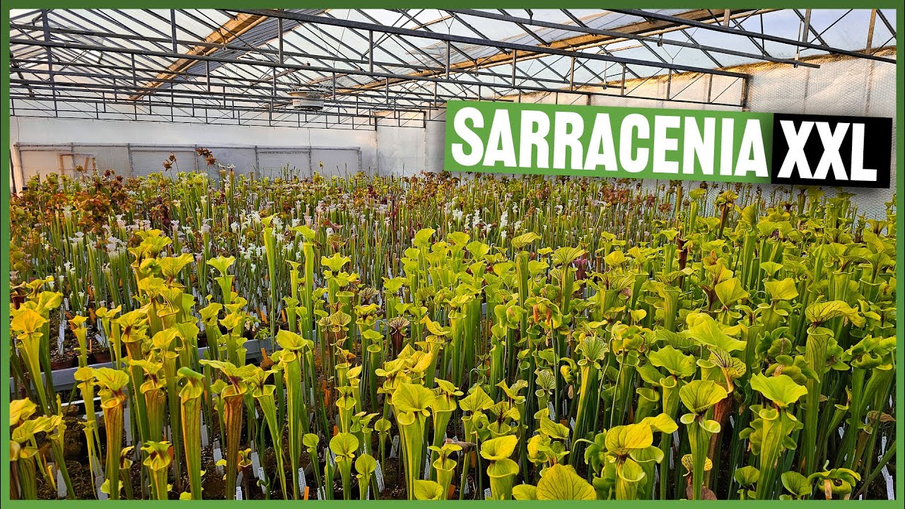 #253 Rundgang durchs Gewächshaus im Mai 2024