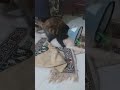 إذا ما بدك تتجوزني أنا بتجوزك  