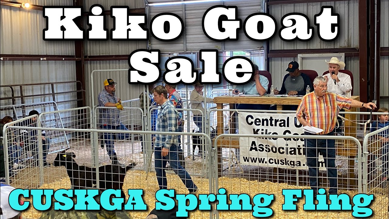 Over 5 Thousand for a Goat | Goat Sale | Kiko Goat Auction | Kiko Meat Goats
