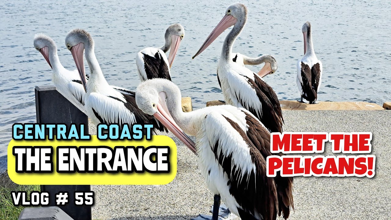 A Pelican's Entrance, The Entrance Central Coast! Amazing Flock of ...