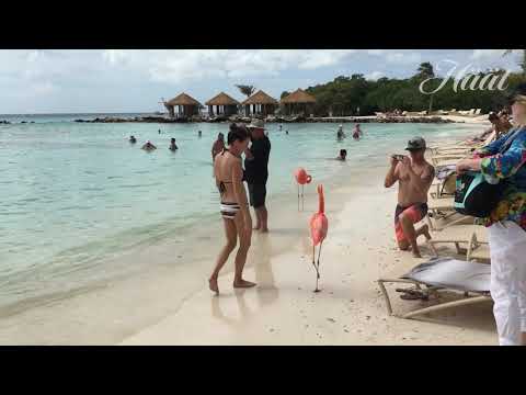 Video: 12 Asiaa, Jonka Ymmärrät Vain Jos Olet Käynyt Arubassa