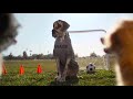 Dog Tested | Soccer Practice