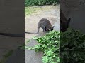 Rotnackenwallaby, Bennett's Wallaby (Macropus rufogriseus), Tierpark Fauna Solingen 2025
