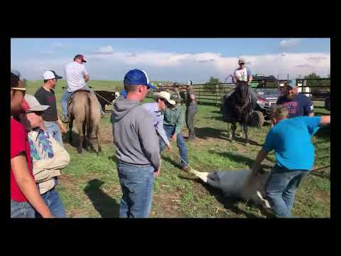 2024 Full House Horse Sale “Spider-Man”