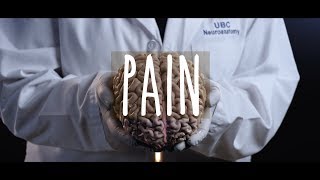 Neuroanatomy S3 E4: Pain #neuroanatomy #ubcmedicine