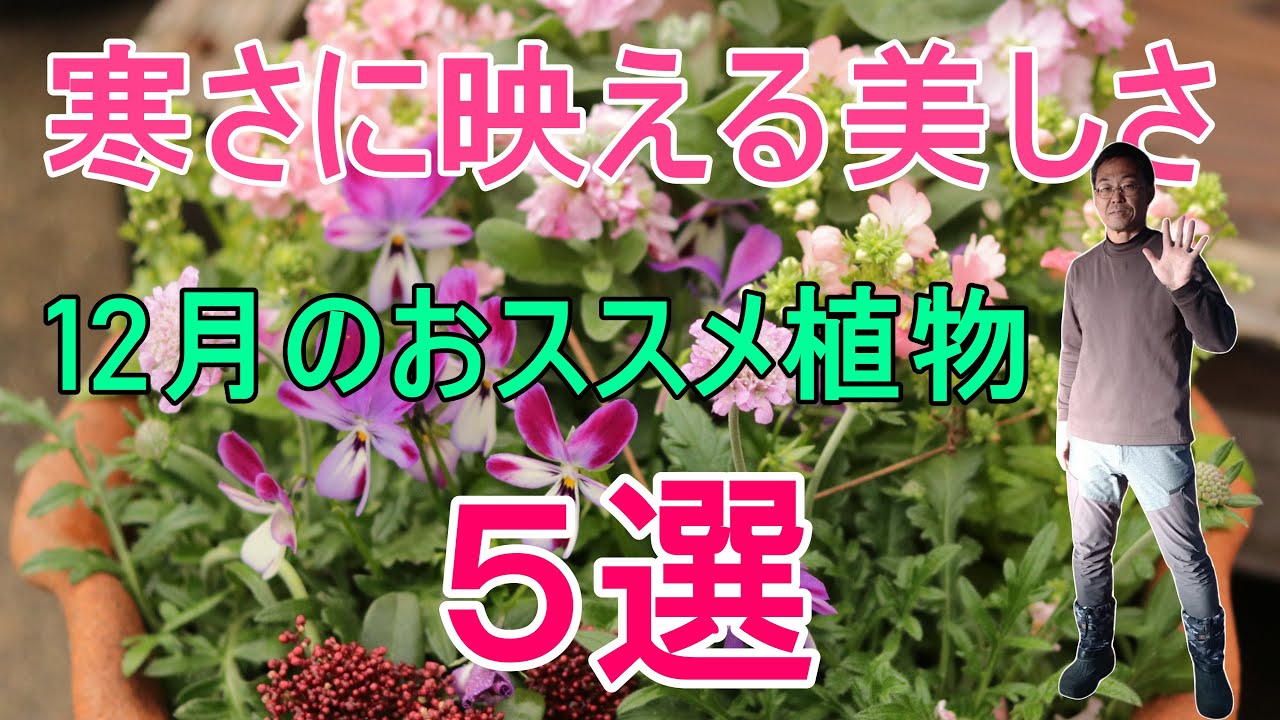 [ガーデニング] 寒さに映える美しさ！冬の庭を彩るおすすめ植物5選「キャリア31年のプロガーデナーが冬休みに植える植物たち」 - YouTube