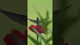 Ruby-Throated Hummingbird