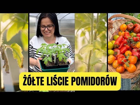 Wideo: Żółte liście na pomidorach: liście na pomidorach żółkną