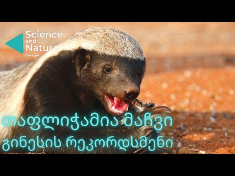 თაფლიჭამია მაჩვი | ცხოველი, რომელსაც არაფრის ეშინია |