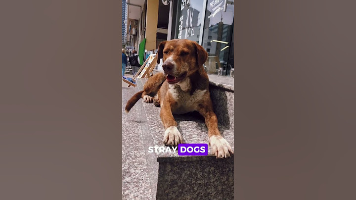 This Stray Dog Just Wants to Be Seen 🐾💔