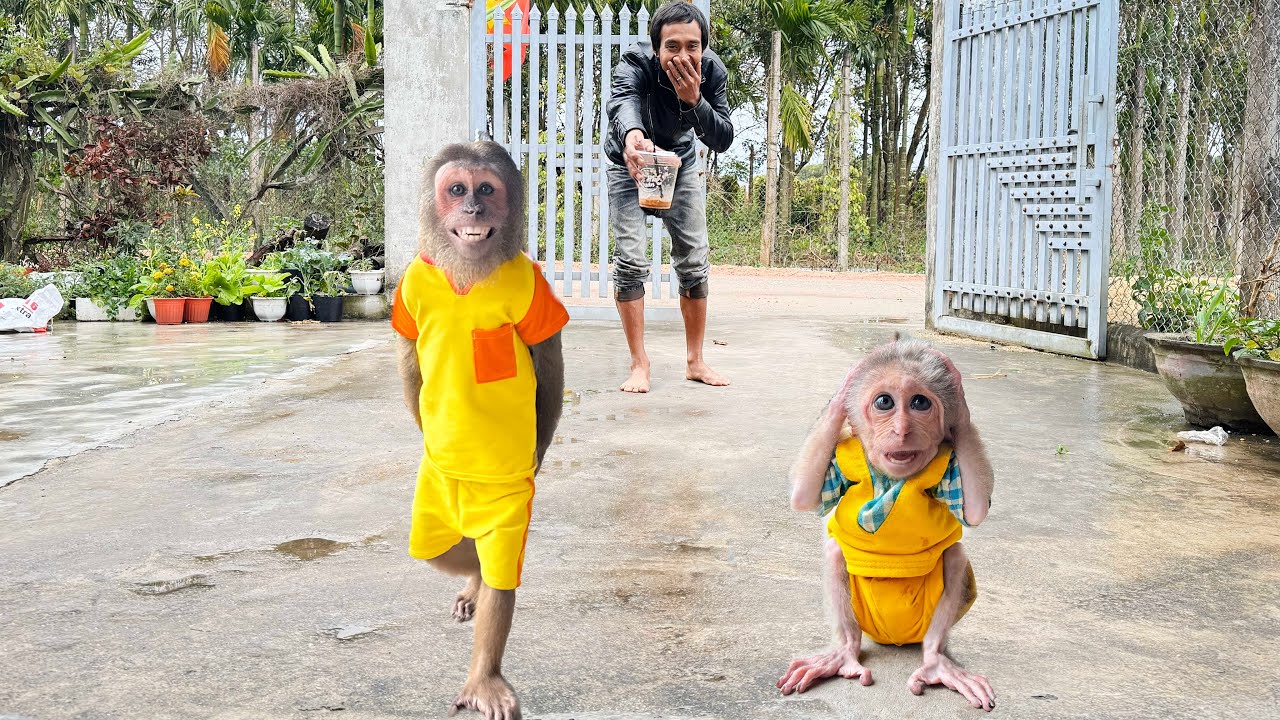 Dad Can’t Stop Laughing as CUTIS Tries to Drink Coffee Like an Adult