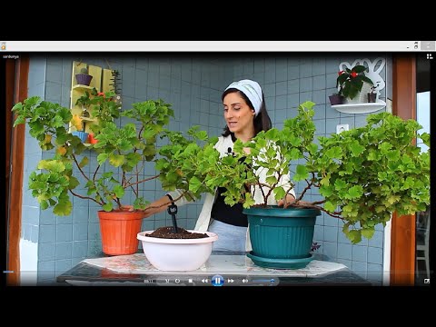 Video: Yemyeşil çiçeklenme Için Ilkbaharda Sardunya Budama Ve Besleme