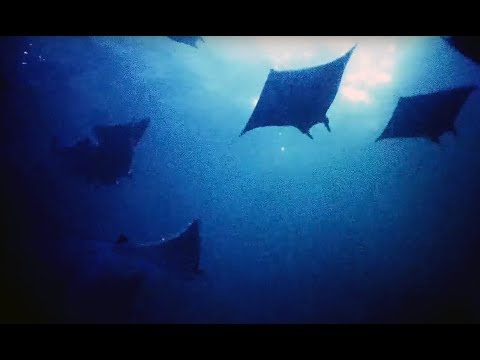 Video: Fotografische Identificatie En Burgerwetenschap Combineren Om Lange Afstandsbewegingen Van Individuele Rifmanta-stralen Mobula Alfredi Langs De Oostkust Van Australië Te Onthullen