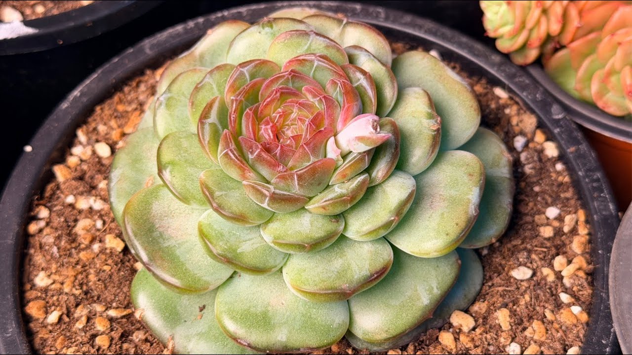 26. 03. 08. 일요 라이브  - 곰도리다육 라이브! #다육 #다육식물 #다육화분 #산삼 #산양삼 #친환경 #버섯 #표고버섯