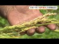 日本一早い!新米「超早場米」収穫始まる 石垣島で稲刈り (沖縄テレビ)2026/05/18