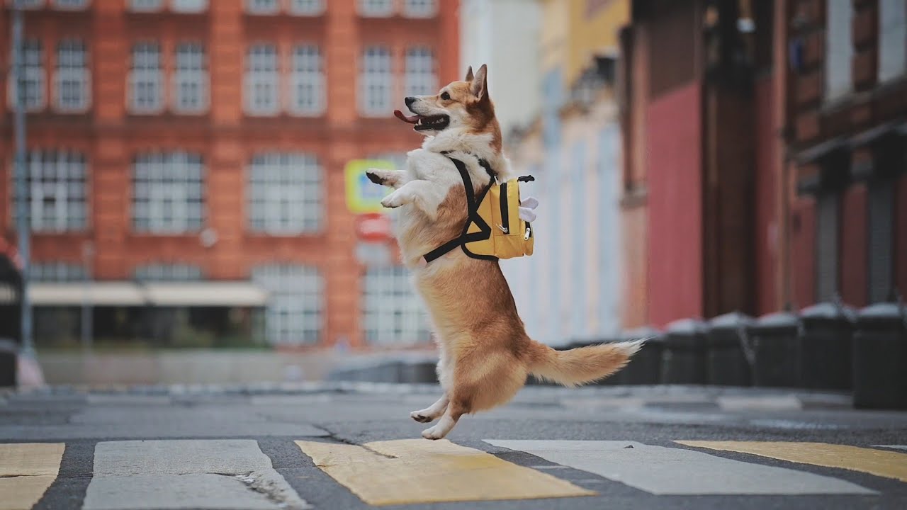 AWESOME DOG TRICKS PERFORMED BY VARYA THE TRICKS/LITTLE PARODY YouTube