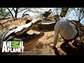 ¡Cocodrilo tira a Frank de un coletazo! | Wild Frank en África | Animal Planet