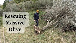 Big Olive Yamadori Fallen in a Storm is Rescued