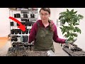 How to Pot Up Tomato Seedlings |  Spring Nursery Tour