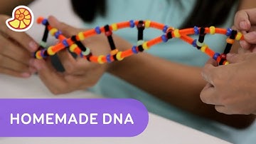Make Your Own Double Helix DNA Strand | One Stop Science Shop