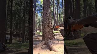 Dropping a Fir Stick.. #treecutting #treeremoval #treework #tree #work #wood #chainsaw #shorts
