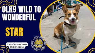 1yo Corgi (Star) Best Dog Trainers in West Virginia!