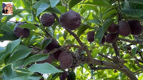 🤩🎁 Vườn bán nhiều cây ăn trái cao to trái triểu cành💐👍