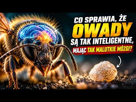 Co sprawia, że owady są tak inteligentne, mając tak malutkie mózgi?