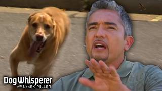 Cesar Trains Mail Carriers to Avoid Dog Attacks | Dog Whisperer with Cesar Millan