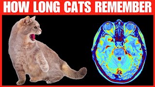 How Long Cats Remember Their Owners, Abuse, Mistreatment, and More (Cats' Memory Explained)