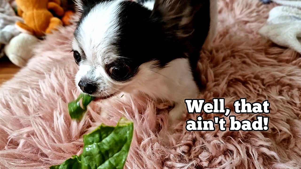 Chihuahua puppy eats salad for the first time 🐶😋 YouTube