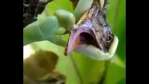 Mantis attack on chameleon