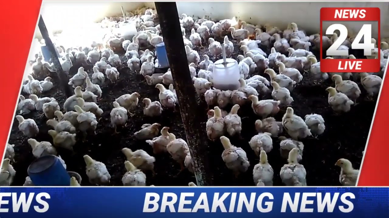 30 dec | Poultry rate today | aaj ka thok murga mandi rates | broiler poultry chicken rates today 