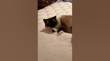 Catnip Comedy: The Funniest Feline Reactions 😹🐾🌿