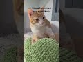 Самый смелый кот в мире!