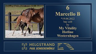 6 - Marcello B by My Vitality/Hotline - Helgstrand-Schockemöhle Auction on June 4th 2022