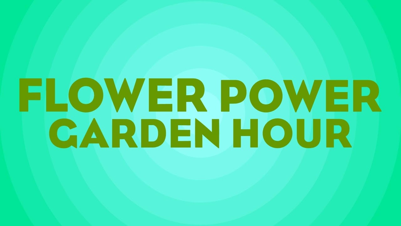 Flower Power Garden Hour 216: All about Staghorn Ferns