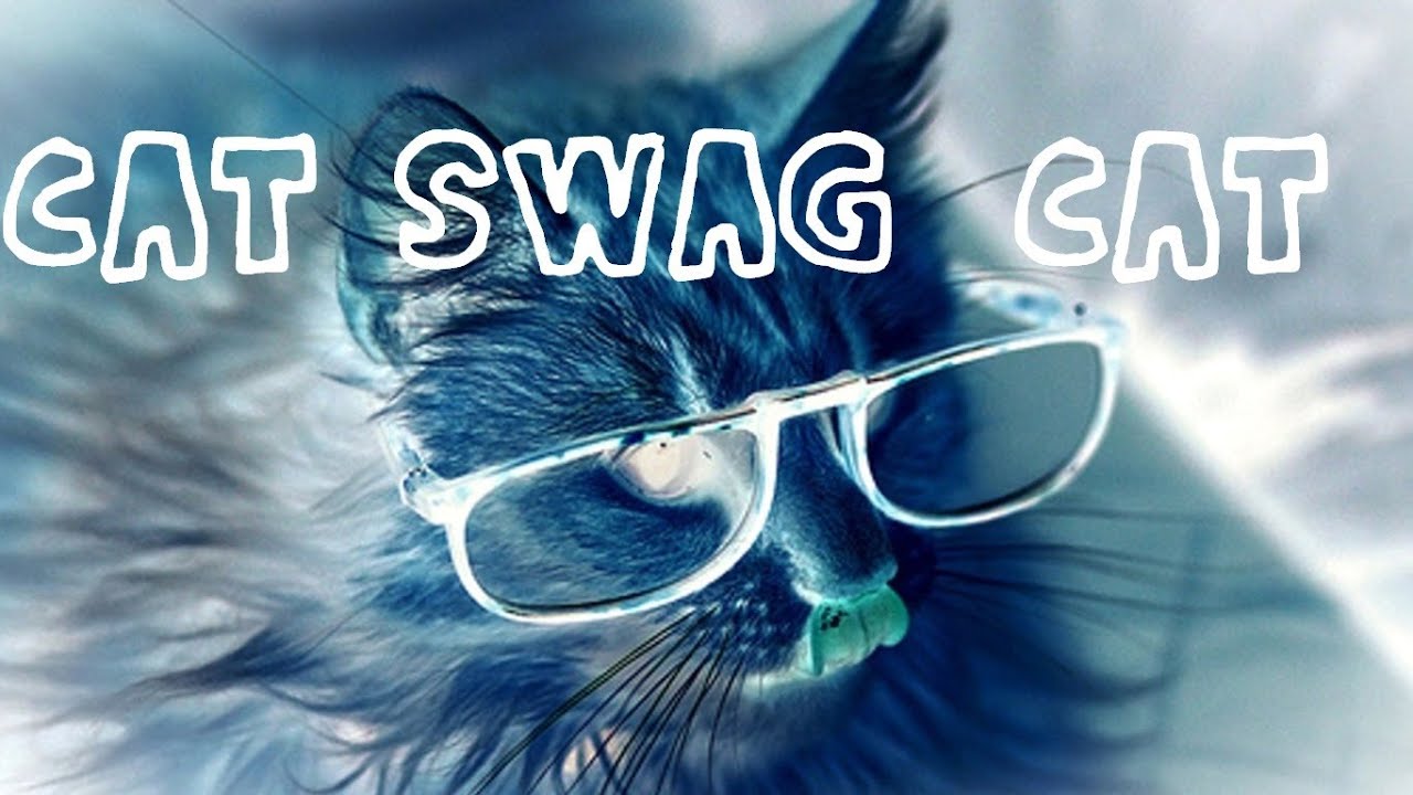 Cat Swag Cat Youtube