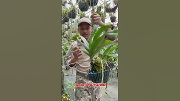 Ngọc điểm, đai châu rừng chưng tết