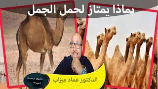 بماذا يمتاز لحم الابل او الجمل وماهي فوائده الدكتور عماد ميزاب