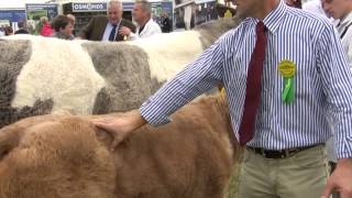 Tullamore show: Judging commercial cattle screenshot 2