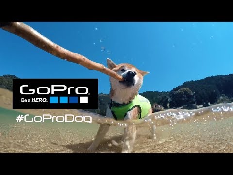 Goproマウントを使って愛犬と遊ぶ１日 Goprodog Supported By Goprojp Youtube