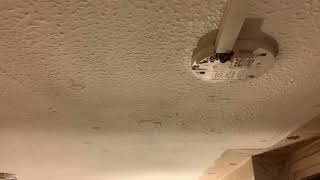IMG 6889 20:14 25 SEP 2026 BANNING MY CEILING IMG 6889 20:14 25 SEP 2026 BANNING MY CEILING