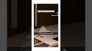 Celebrity she thought steven was dead🤣💀.      #cat #funny #instagram #shorts Net Worth