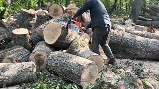 STIHL MS 462 C-M best chainsaw cutting wood 🪵🌳🌳🌳💪💪👍 Firewood cutting