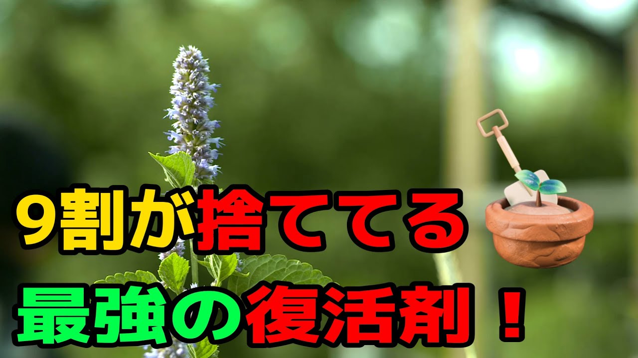 【園芸裏技】植え替えは逆効果？賞味期限切れの「イースト菌」を撒くだけで、カチカチの土が3日でフカフカになる！